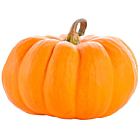 Fresh Pumpkins
